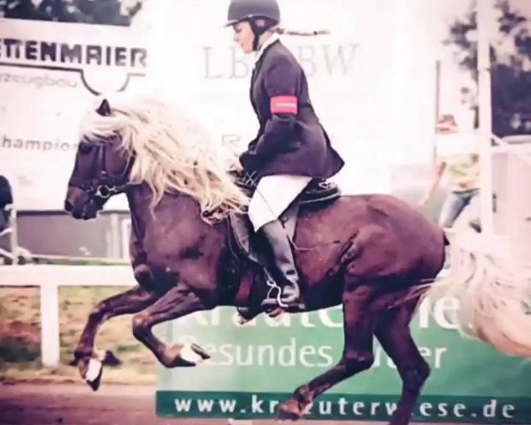 stallion Rúbin vom Birkenbusch (Iceland Horse, 1989, from Sörli II frá Fuglsang)