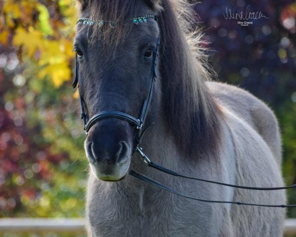 horse Vænting von der Steinburg (Iceland Horse, 2008, from Laxnes vom Störtal)