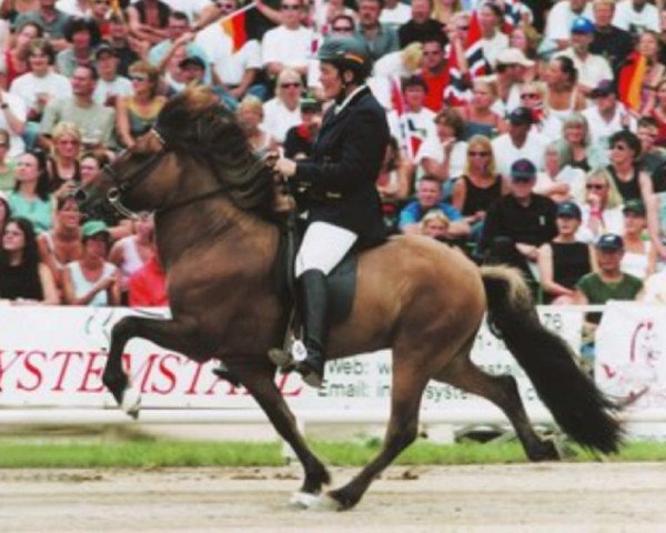 stallion Laxnes vom Störtal (Iceland Horse, 1994, from Kolskeggur frá Ásmundarstöðum)