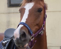 jumper Sissi-Mia (German Riding Pony, 2010, from Maverick)