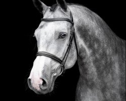 Springpferd Hickstead Power (Westfale, 2016, von Hickstead White)