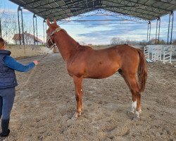 jumper Viento Rojo de Remedy Z (Zangersheide riding horse, 2022, from Vigo d'Arsouilles)