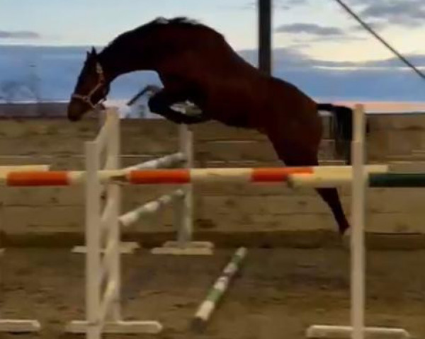 jumper DON ZANDO DE REMEDY Z (Zangersheide riding horse, 2022, from Diablue PS)
