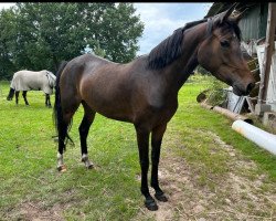 dressage horse Maiglöckchen (German Riding Pony, 2019, from Calimero)