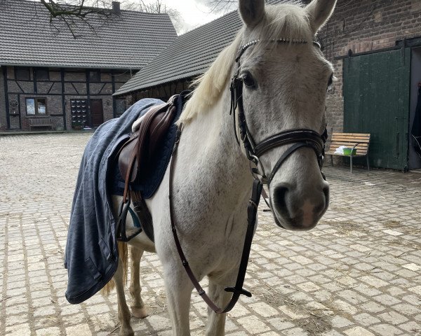 jumper Why Not Nevada (German Riding Pony, 2009, from Spirit)