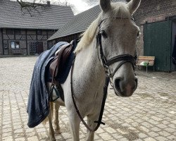 jumper Why Not Nevada (German Riding Pony, 2009, from Spirit)