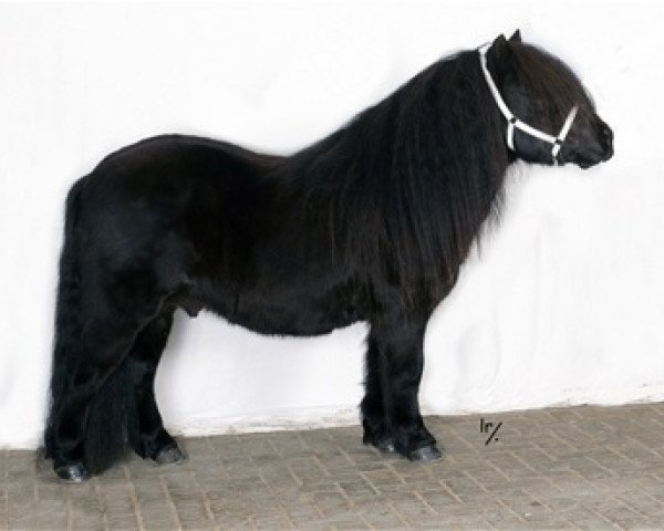 Pferd Ursul van het Stalletje (Shetland Pony,  , von Spirit van Stal Volmoed)