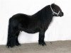 horse Ursul van het Stalletje (Shetland Pony,  , from Spirit van Stal Volmoed)