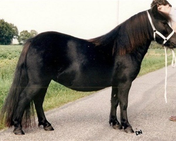 broodmare Melanie van het Stalletje (Shetland Pony,  , from Edwin van het Stalletje)