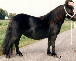 Zuchtstute Melanie van het Stalletje (Shetland Pony,  , von Edwin van het Stalletje)