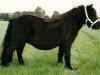 broodmare Simone van de Papenhoeve (Shetland Pony,  , from Karel v.d. Kleine Stal)