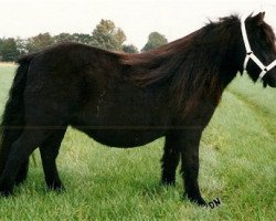 Zuchtstute Simone van de Papenhoeve (Shetland Pony,  , von Karel v.d. Kleine Stal)