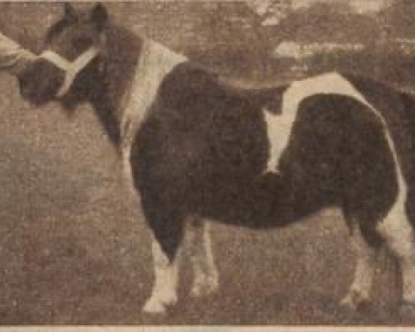 Zuchtstute Kora v. Neer (Shetland Pony (unter 87 cm), 1953, von Arnaud van Wisch)