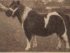 broodmare Kora v. Neer (Shetland pony (under 87 cm), 1953, from Arnaud van Wisch)