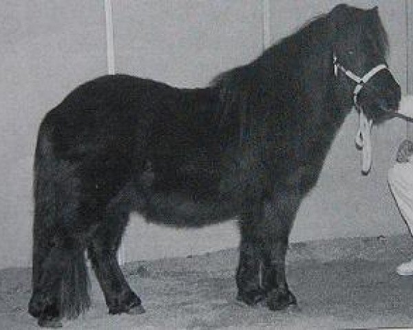 stallion Ilich v. Reyensbroeck (Shetland Pony, 1994, from Carel van de Schaapshoeve)