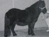 Deckhengst Ilich v. Reyensbroeck (Shetland Pony, 1994, von Carel van de Schaapshoeve)