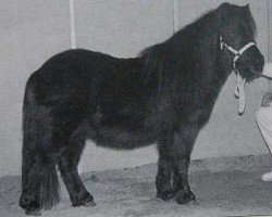 Deckhengst Ilich v. Reyensbroeck (Shetland Pony, 1994, von Carel van de Schaapshoeve)