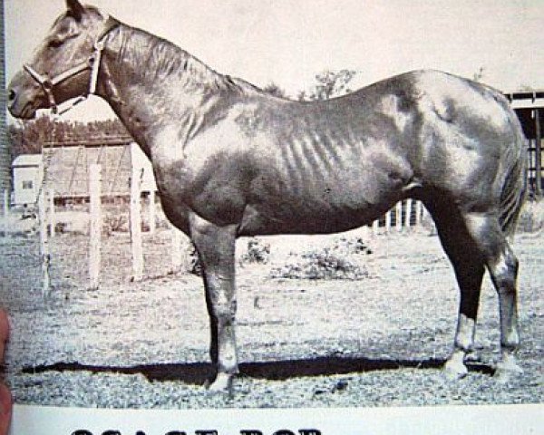 Deckhengst Osage Bob (Quarter Horse, 1944, von Flying Bob)