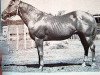 Deckhengst Osage Bob (Quarter Horse, 1944, von Flying Bob)