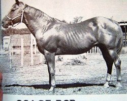 Deckhengst Osage Bob (Quarter Horse, 1944, von Flying Bob)