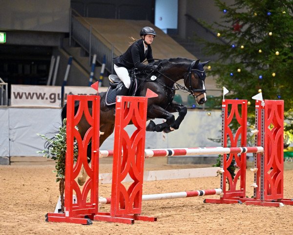 jumper Ready for Fortune (Polish Warmblood, 2016, from Alino)