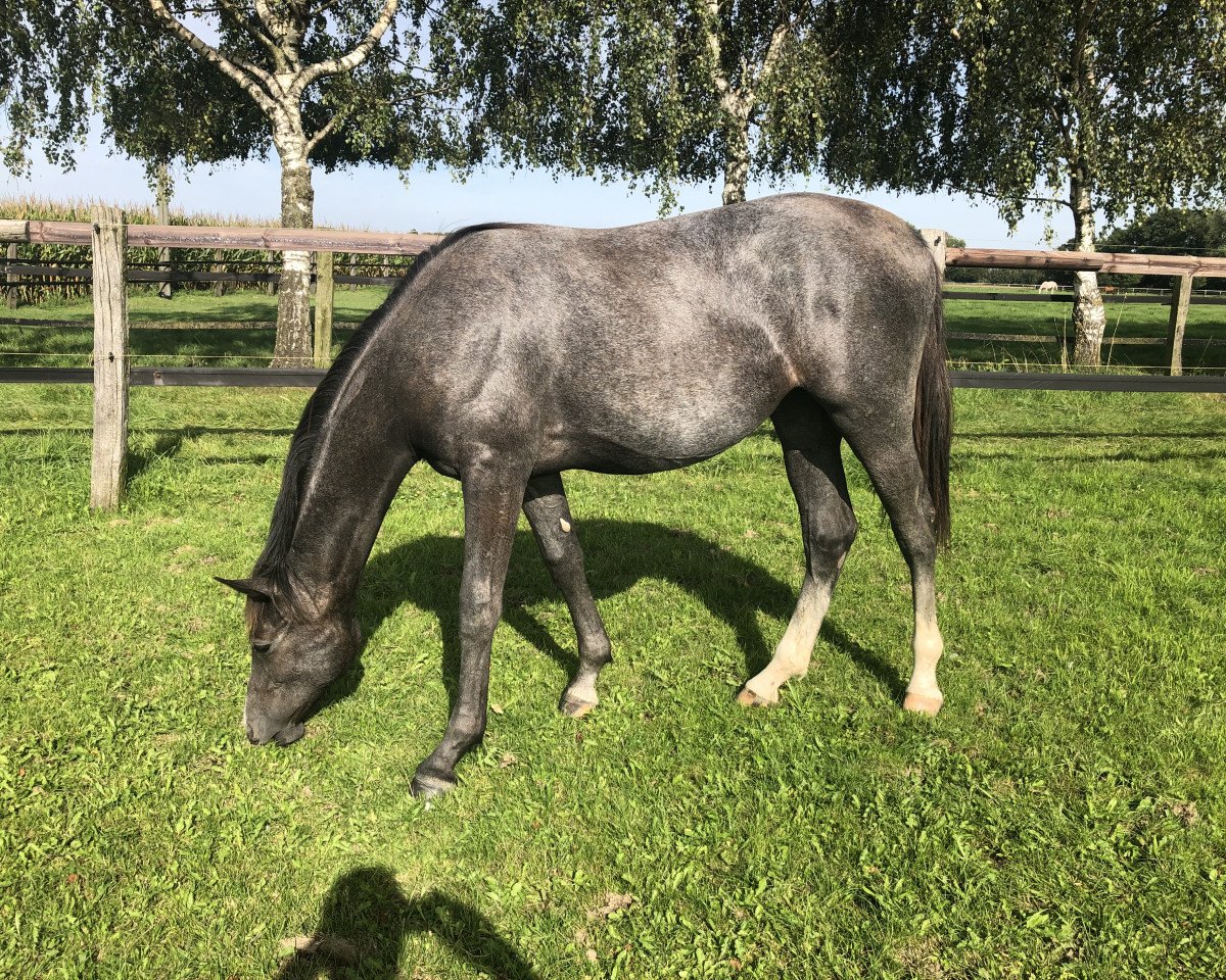 Springpferd Cornetina WH (Holsteiner, 2022, von Cornet Obolensky)