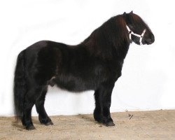 Deckhengst Malle van de Zuudkaamp (Shetland Pony,  , von Asterix van Dorpzicht)