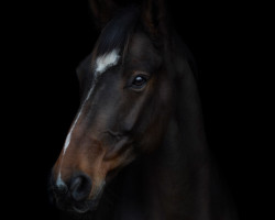 dressage horse Lafredo 3 (Oldenburg, 2009, from Laurentio)