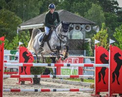 Springpferd Just Blue (Schwedisches Warmblut, 2014, von Quasimodo vd Molendreef)