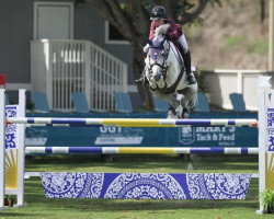 Springpferd Mecho van 't Kiezelhof (Belgisches Warmblut, 2012, von Echo van het Spieveld)