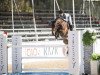 jumper Coco Cento (Oldenburg show jumper, 2009, from Conthargos)