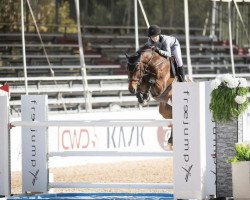 jumper Coco Cento (Oldenburg show jumper, 2009, from Conthargos)