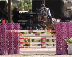 Springpferd Ilyas van de Mispelaere (Belgisches Warmblut, 2008, von Del Piero P&B)