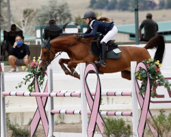 Zuchtstute Traver's Girl Hs (Dänisches Warmblut, 2008, von Tangelo van de Zuuthoeve)