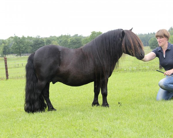 Deckhengst Zenture van Geldersoord (Shetland Pony,  , von Skerry van Geldersoord)