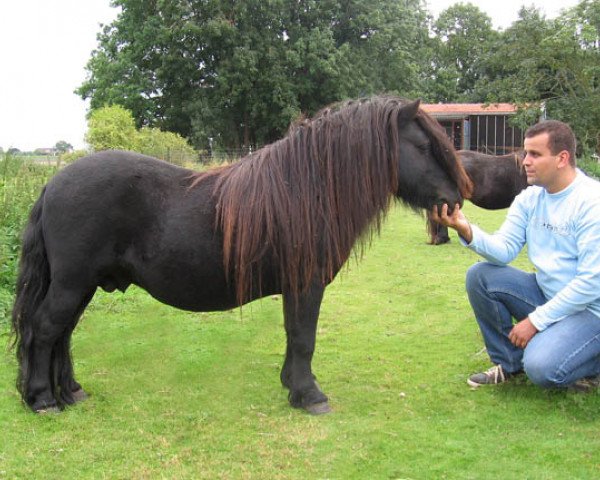 stallion Skerry van Geldersoord (Shetland Pony, 2002, from Helmut van de Brouwerij)