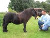 stallion Skerry van Geldersoord (Shetland Pony, 2002, from Helmut van de Brouwerij)