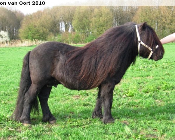 Deckhengst Helmut van de Brouwerij (Shetland Pony, 1993, von Balade van de Römer)