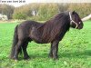 stallion Helmut van de Brouwerij (Shetland Pony, 1993, from Balade van de Römer)