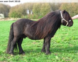 stallion Helmut van de Brouwerij (Shetland Pony, 1993, from Balade van de Römer)