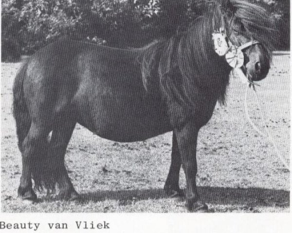 Zuchtstute Beauty van Vliek (Shetland Pony,  , von Stelmor of Transy)