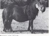 Zuchtstute Beauty van Vliek (Shetland Pony,  , von Stelmor of Transy)