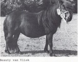 broodmare Beauty van Vliek (Shetland Pony,  , from Stelmor of Transy)