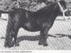 broodmare Lady Jessamine van Vliek (Shetland Pony, 1975, from Gletness Fireplace)