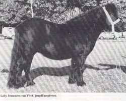 Zuchtstute Lady Jessamine van Vliek (Shetland Pony, 1975, von Gletness Fireplace)