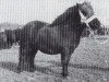 broodmare Rambler Rose of Marshwood (Shetland Pony,  , from Trigger of Marshwood)