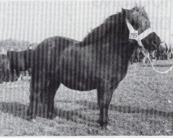 broodmare Rambler Rose of Marshwood (Shetland Pony,  , from Trigger of Marshwood)