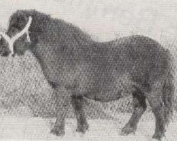 Zuchtstute Dawn of Abbey (Shetland Pony, 1965, von Supremacy of Marshwood)
