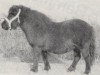 broodmare Dawn of Abbey (Shetland Pony, 1965, from Supremacy of Marshwood)