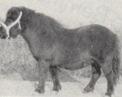 broodmare Dawn of Abbey (Shetland Pony, 1965, from Supremacy of Marshwood)